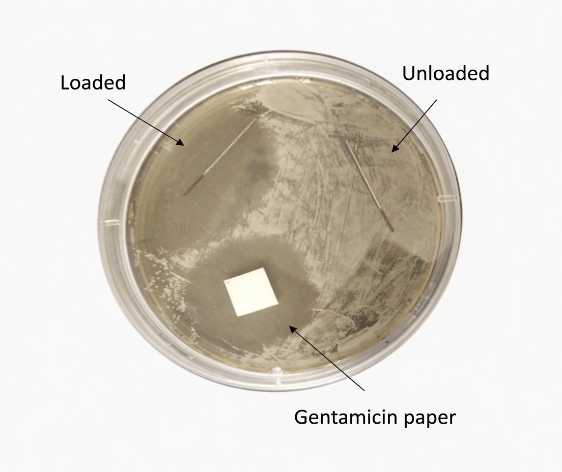 Agar zone-of-inhibition assay: a gentamicin-loaded titanium nanotube wire (left) creates a clearance zone in a Staphylococcus aureus lawn, while an unloaded wire (right) does not; a gentamicin paper disc serves as the positive control
