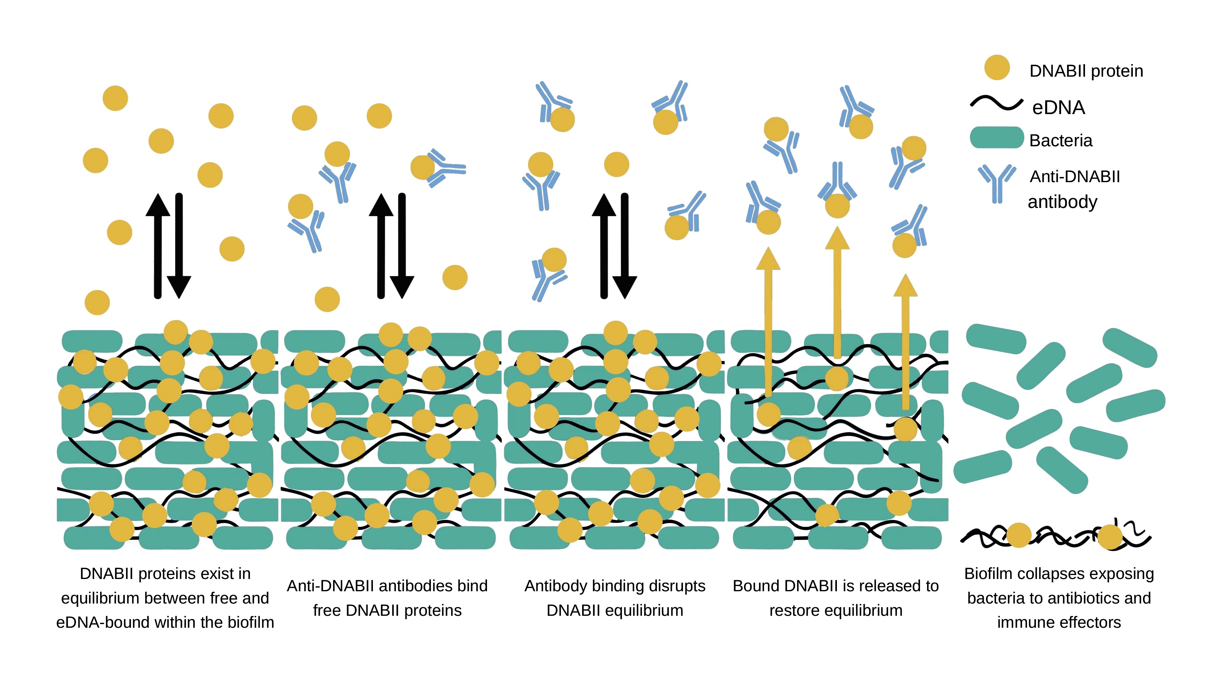 Mechanism of anti-DNABII monoclonal antibody therapy: DNABII protein sequestration destabilizes the biofilm extracellular matrix, collapsing the scaffold and exposing bacteria to antibiotics and host immune clearance