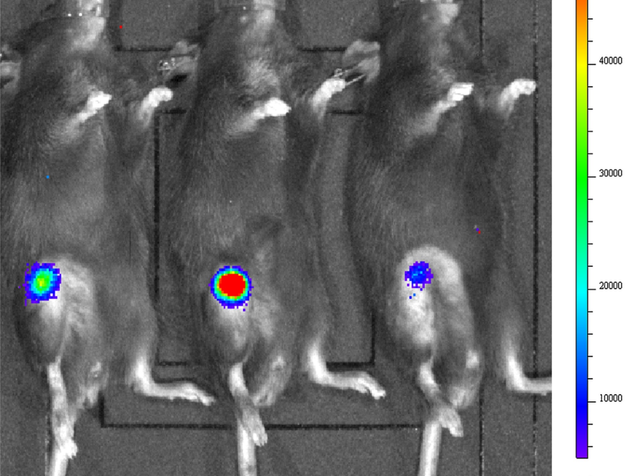 In vivo bioluminescence imaging of Staphylococcus aureus infection in a mouse model of periprosthetic joint infection