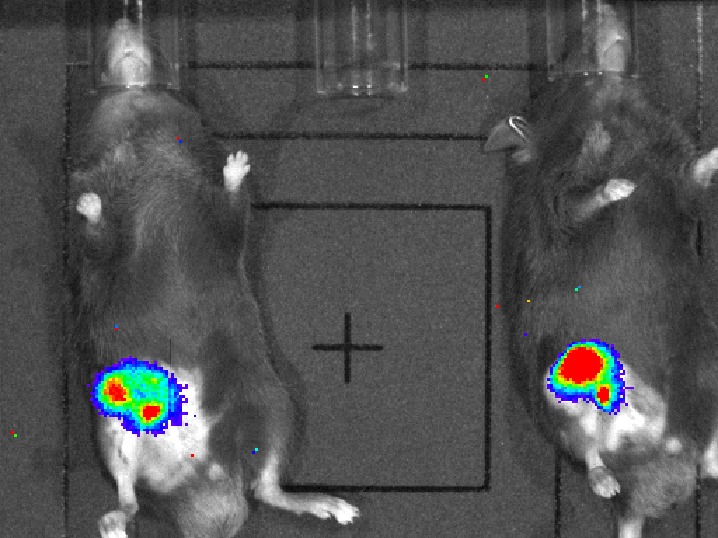 In vivo bioluminescence imaging of Staphylococcus aureus infection at a knee joint orthopedic implant site