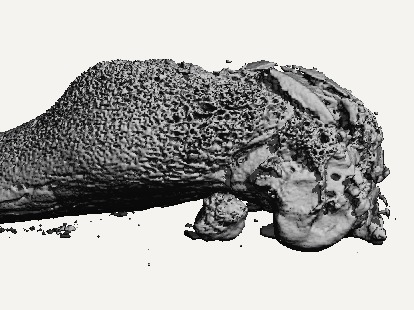 Three-dimensional micro-CT reconstruction of infected mouse bone showing osteolysis and periprosthetic bone remodeling around an intramedullary titanium implant