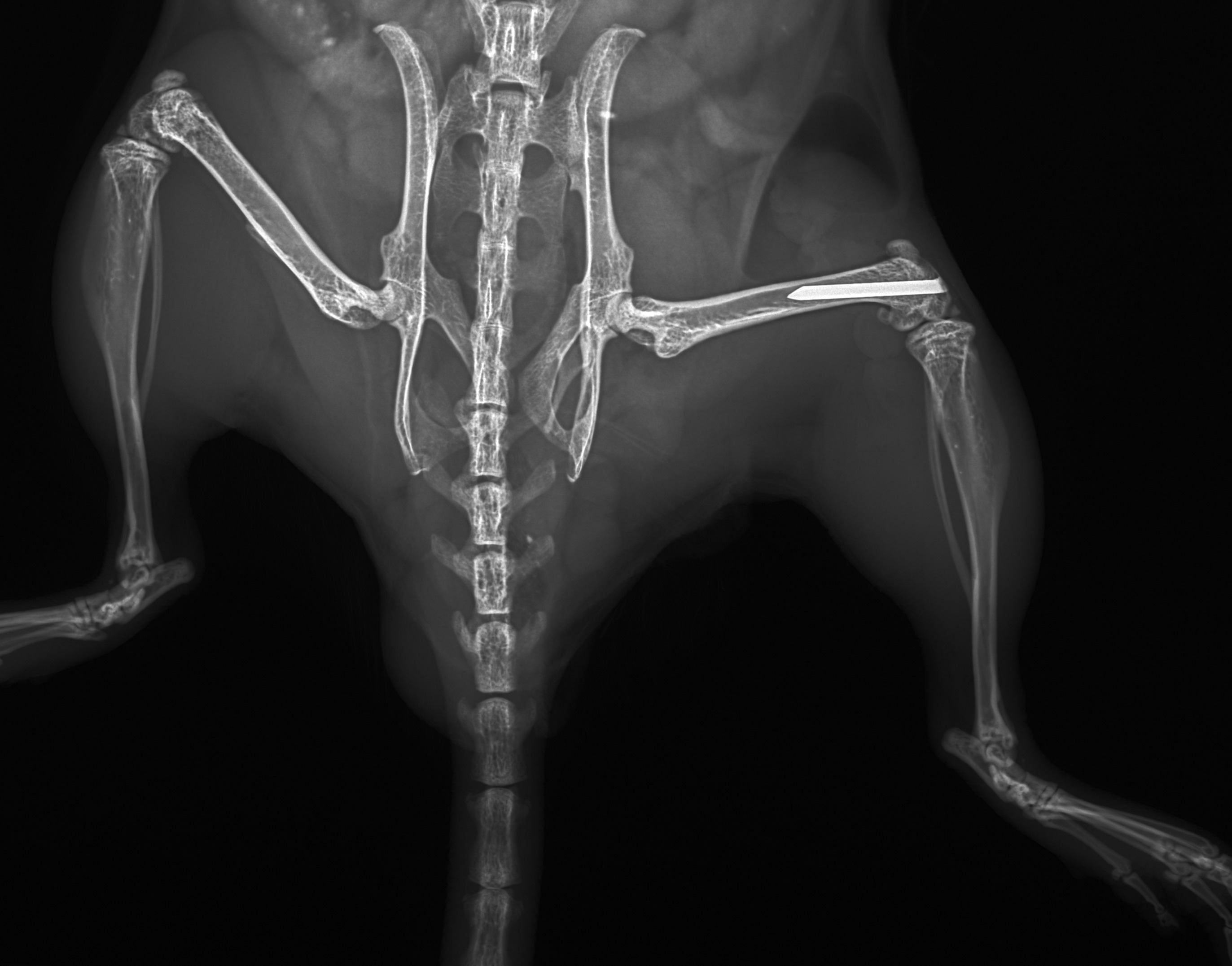 X-ray of mouse skeleton with an intramedullary femoral implant